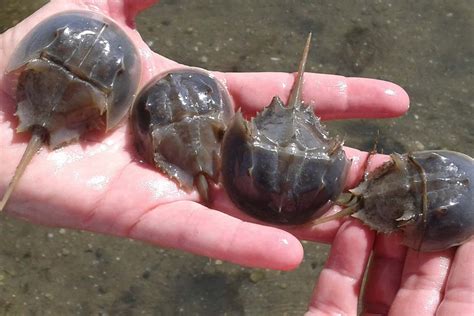 Types of Crabs: Learn all about the different crabs species.