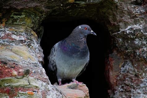Pigeon Cave Photograph By Watto Photos Fine Art America