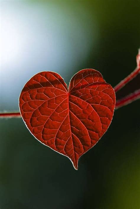 100 Best Natural Hearts Images On Pinterest My Heart