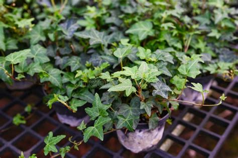Common Ivy Plant Grow On Pot In Greenhouse Ivy English Ivy Or Green
