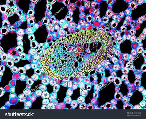 A High Power Image Of A Vascular Bundle From A Cross