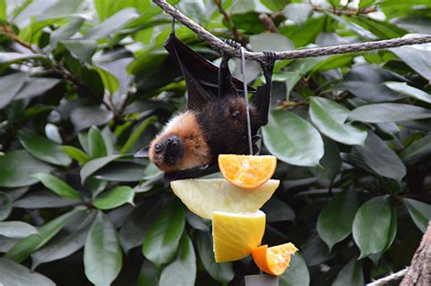 What Do Bats Eat And Drink