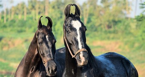 8 Weird And Unusual Horse Breeds You Have To See