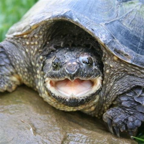 Types Of North Carolina Turtles Sciencing