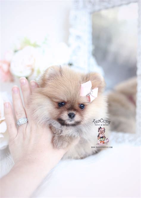 Cute Pomeranian Puppies Teacup Puppies And Boutique