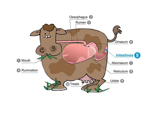 The Digestive Process Producteurs De Lait Du Québec