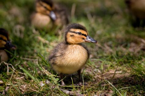 Cute Tiny Young Coot Duckling In Spring Stock Photo Image Of Lake
