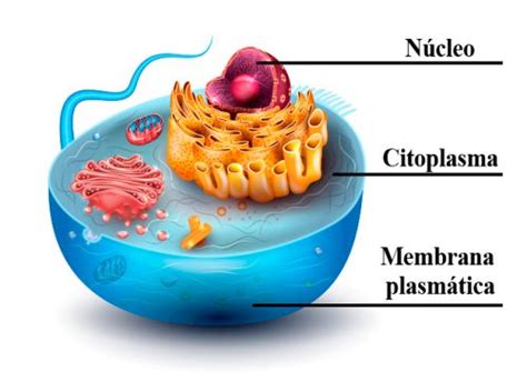 Que Es Una Celula Y Cuales Son Sus Partes Citoplasma Biologia Celular