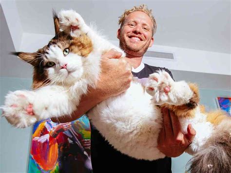 11 Largest Maine Coon Cats In 2023