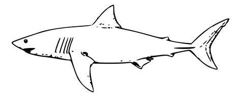 Shark Black And White Black And White Shark Pictures Free Download Clip