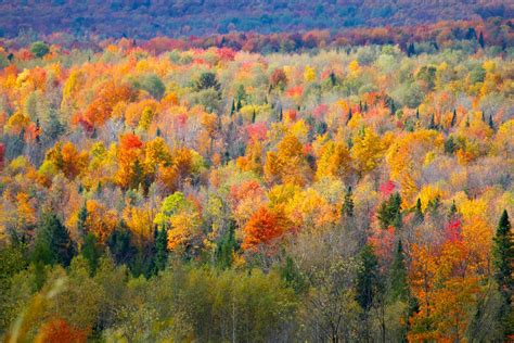 Best Time To See Fall Foliage In Montreal 2024 When To See Roveme