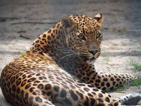 Sri Lankan Leopard Panthera Pardus Kotiya 2019 05 25 Zoochat