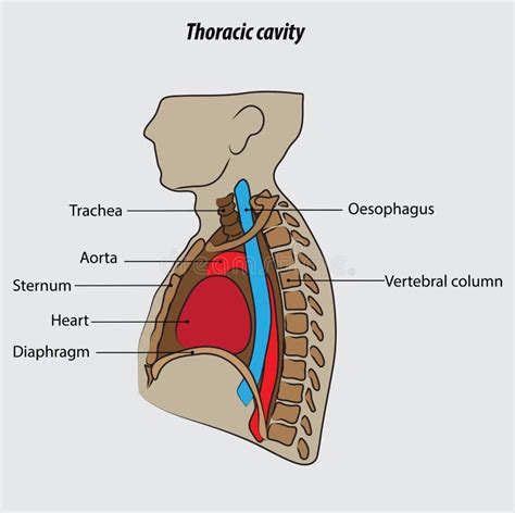 Thoracic Cavity Vector Illustration Drawing Labeled Stock Vector