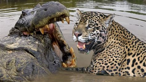 Jaguar Hunting Crocodile