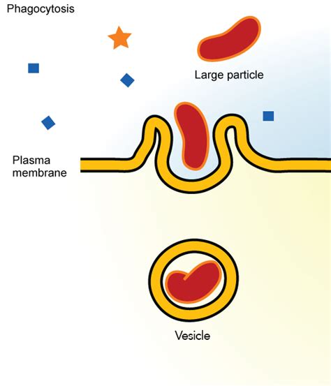 Mar 05, 2021 · endocytosis is the process of capturing a substance or particle from outside the cell by engulfing it with the cell membrane, and bringing it into the cell. Endocytosis and Exocytosis | Biology for Majors I