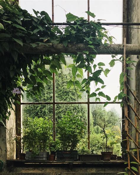 Lush Greenery On Both Sides Of The Window 。 。 。 Botanical Windowsill
