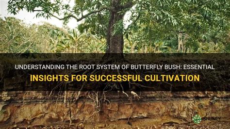 Understanding The Root System Of Butterfly Bush Essential Insights For