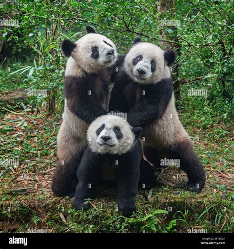 Lovely Giant Panda Bears Posing Together Stock Photo Alamy