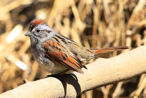 10 Types Of Sparrows With Striped Heads