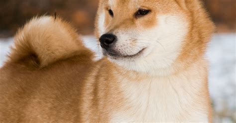 Shiba inu welpen haben einige merkmale, die sie von anderen hunden unterscheiden, so zum shiba inu welpen werden sogar als katzenhaft reinlich bezeichnet. Shiba-Inu : caractère, santé, alimentation, prix et entretien