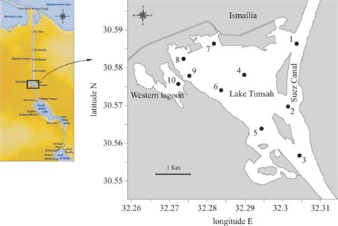 Map Of Lake Timsah And Location Of Sampling Sites Download Scientific