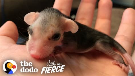 Tiniest Pink Baby Opossum Grows Up To Be Adorably Ferocious The Dodo