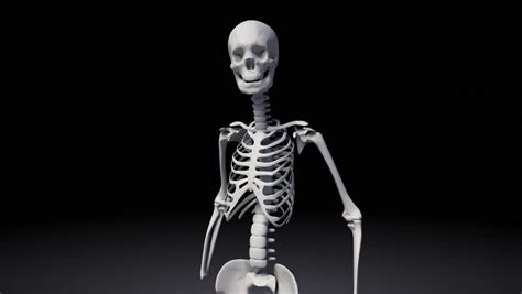 Realistic Human Skeleton 360 View With Loop Stock Footage Video 2771846