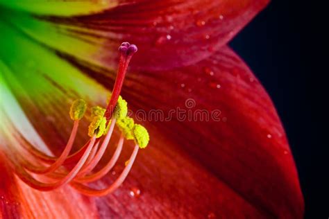 Star Lily Stock Image Image Of Botany Nature Detail 25664643