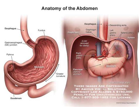 Introduction to the stomach (digestive system). gastric - Anatomy Exhibits