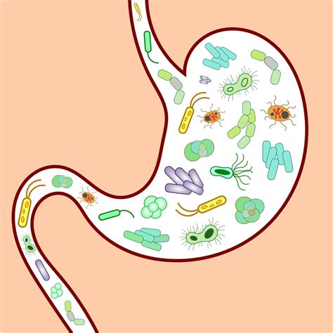 Gut Microbiota In Young Ms Patients Is Higher In Pro Inflammatory