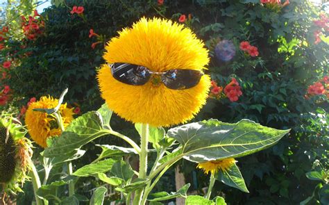 Meet the Humans of Ripple+ | Ripple+ – theripplecoEU