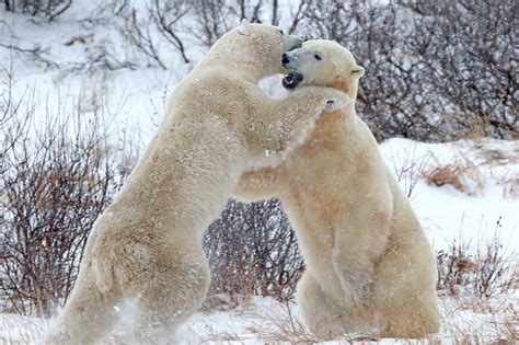 Now Thats What You Call A Bear Hug Adorable Moment Two Young Polar