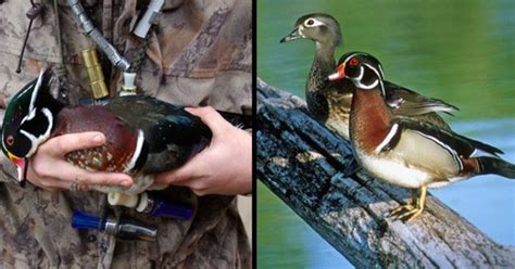 Hunting Wood Ducks Grand View Outdoors