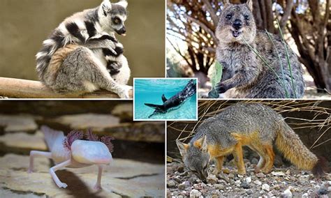 Rabbits and hares (order lagomorpha) Animals that can only be found in specific areas | Daily ...