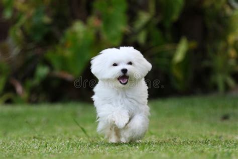 Maltese Dog Running A White Maltese Dog Running On Green Grass And