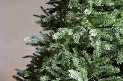 Picea abies, the norway spruce or european spruce, is a species of spruce native to northern, central and eastern europe. Norway Spruce Christmas Tree - Norway Spruce For Sale ...