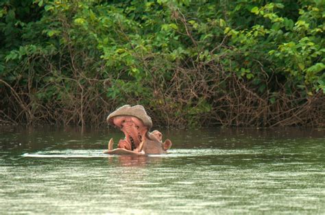 Hippos On The Island Of Orango Guinea Bissau
