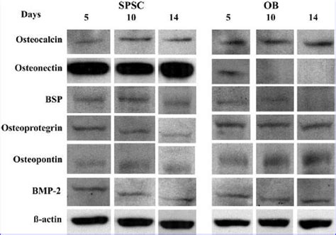 western blot analyses of osteogenic marker proteins ob and haspscs download scientific diagram