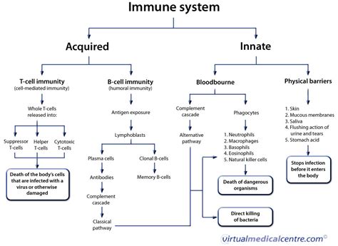 Human Immune System Healthengine Blog