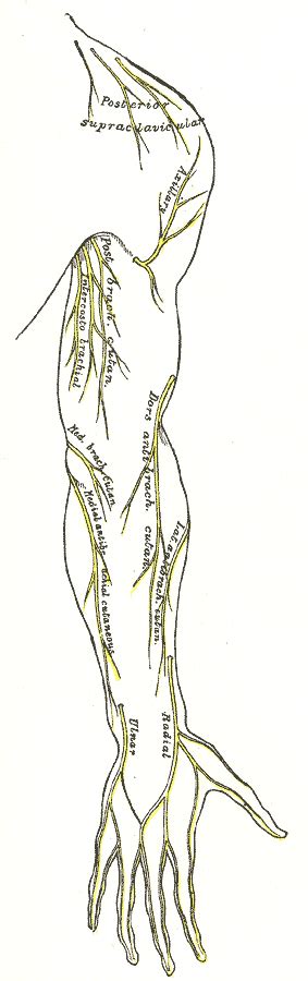 Axillary Nerve Wikidoc