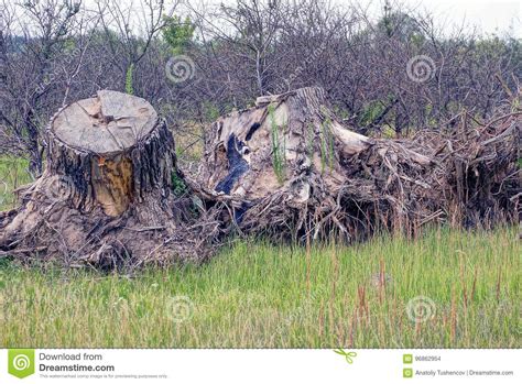 Two Large Dry Stumps With Roots In Green Grass Stock Photo Image Of