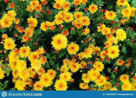 Small Flowers Of Yellow And Orange Chrysanthemum Stock Photo Image Of