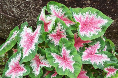 Beautiful Multicolored Plants Growing Plants With