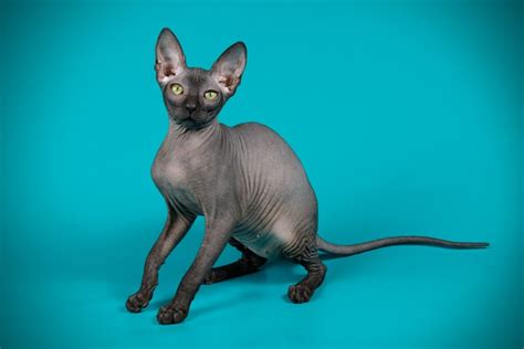 Why Are Sphynx Cats Hairless Bbc Science Focus Magazine