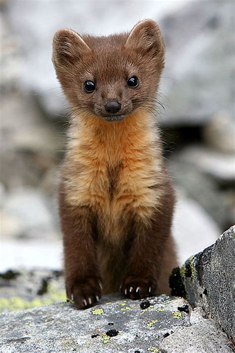 American Pine Marten With Images Cute Animals Cute Baby Animals
