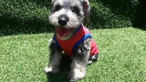 Sporting a handsome and distinguished appearance, the miniature schnauzer is recognizable by his whiskers as well as his double coat. Miniature Schnauzer Puppies For Sale | San Diego, CA #220995