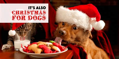 Woof Christmas Dog Treats And Dog Christmas Dinners