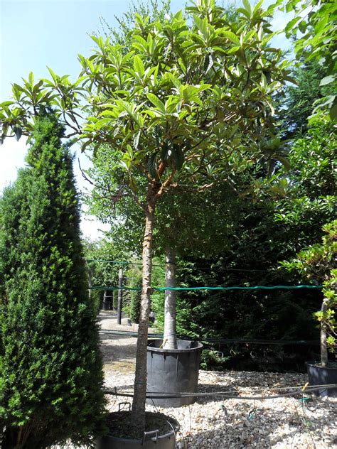 Eriobotrya Japonica Loquat Tree Practicality Brown