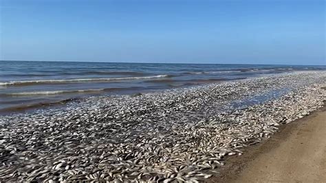 Thousands Of Dead Fish Wash Up On Texas Shore