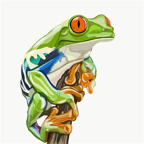 Illustration Tree Frog On Behance